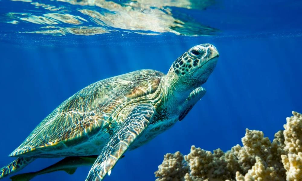 Φθιώτιδα: Γέφυρα ζωής για τη διάσωση τραυματισμένης θαλάσσιας χελώνας καρέτα-καρέτα (Εικόνες)